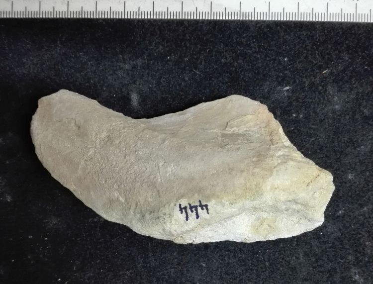 fossile (Mollusco bivalve, esemplare)