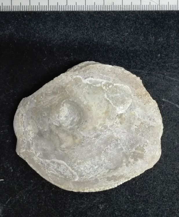 fossile (Mollusco bivalve, esemplare)