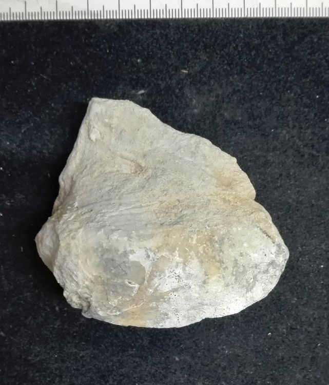 fossile (Mollusco bivalve, esemplare)