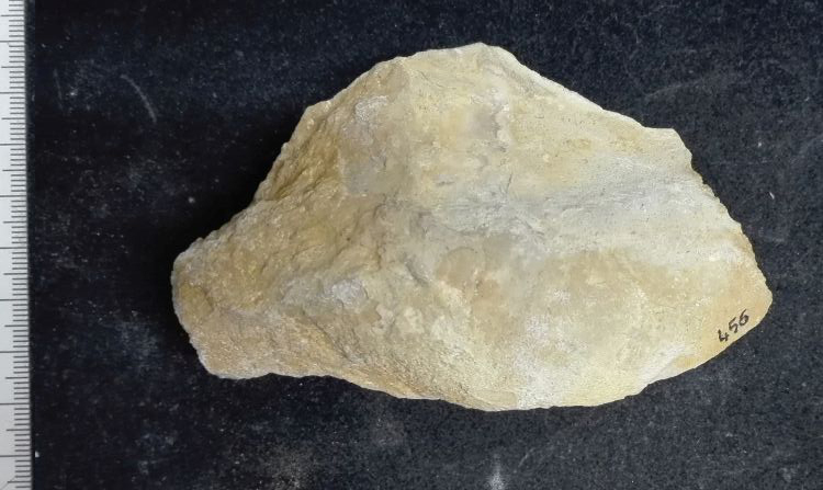 fossile (Mollusco bivalve, esemplare)