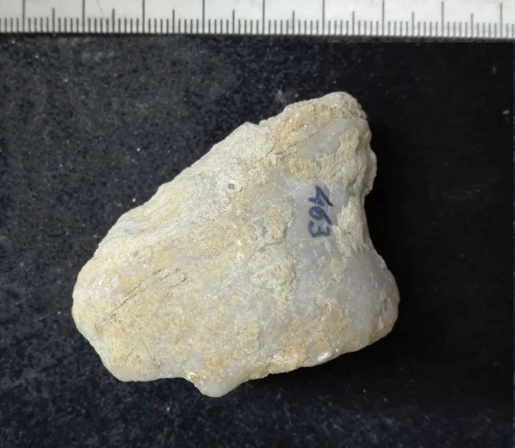 fossile (Mollusco bivalve, esemplare)