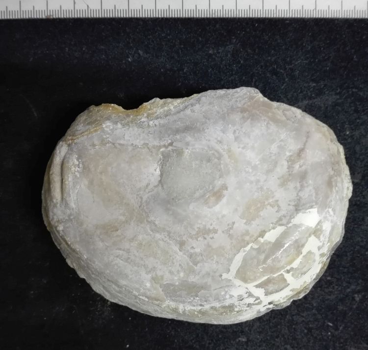 fossile (Mollusco bivalve, esemplare)
