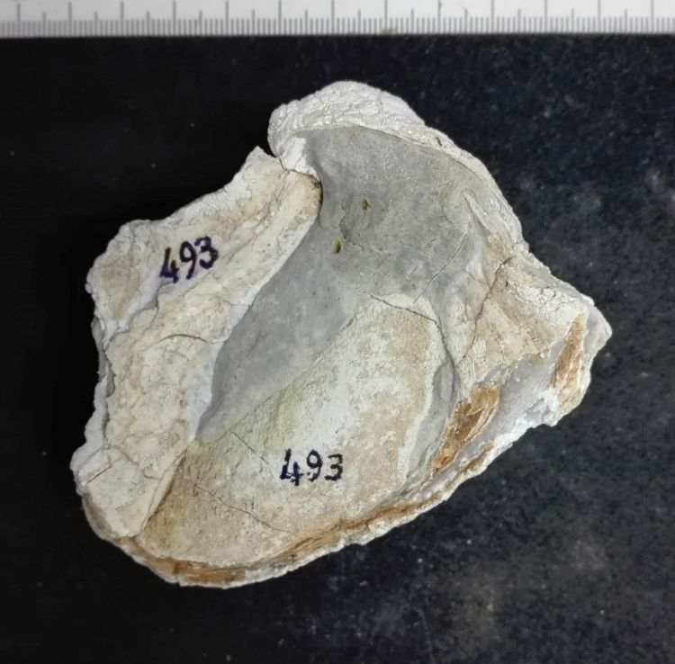 fossile (Mollusco bivalve, esemplare)