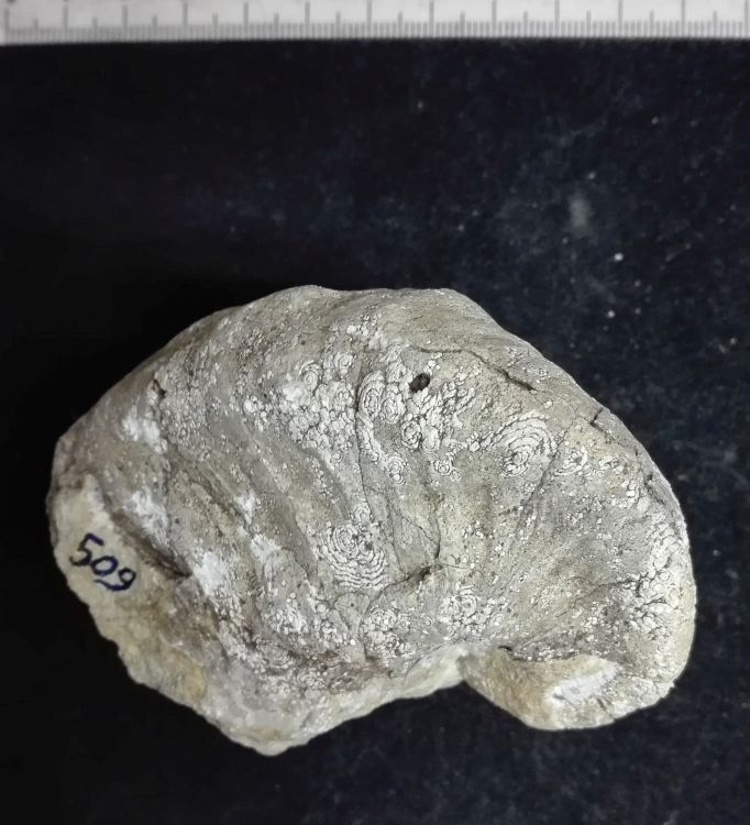 fossile (Mollusco bivalve, esemplare)