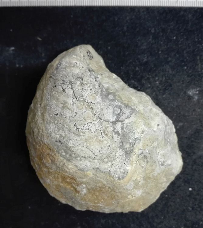 fossile (Mollusco bivalve, esemplare)