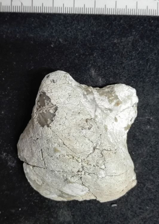 fossile (Mollusco bivalve, esemplare)