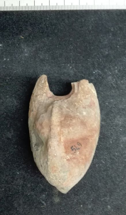 fossile (Mollusco bivalve, esemplare)