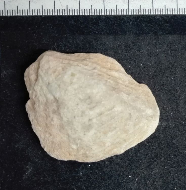 fossile (Mollusco bivalve, esemplare)