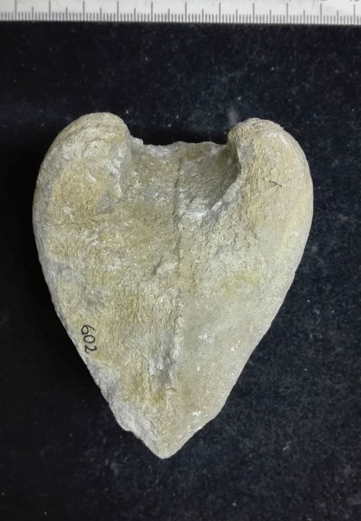 fossile (Mollusco bivalve, esemplare)