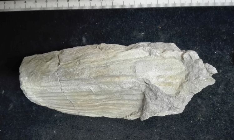 fossile (Mollusco bivalve, esemplare)