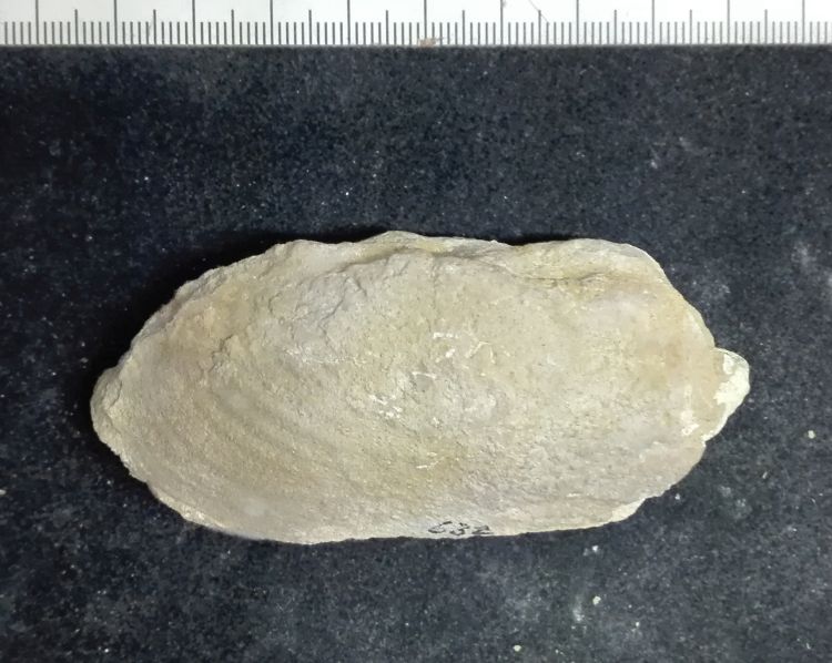 fossile (Mollusco bivalve)