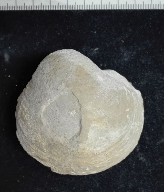 fossile (Mollusco bivalve, esemplare)