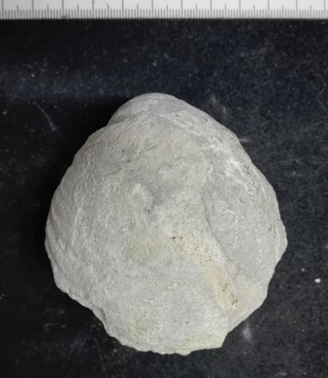 fossile (Mollusco bivalve, esemplare)