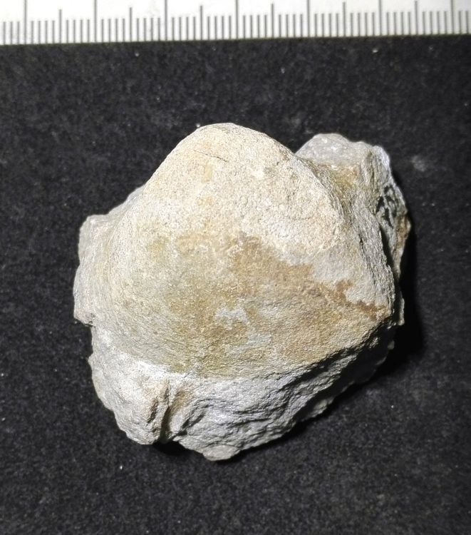 fossile (Mollusco bivalve, esemplare)