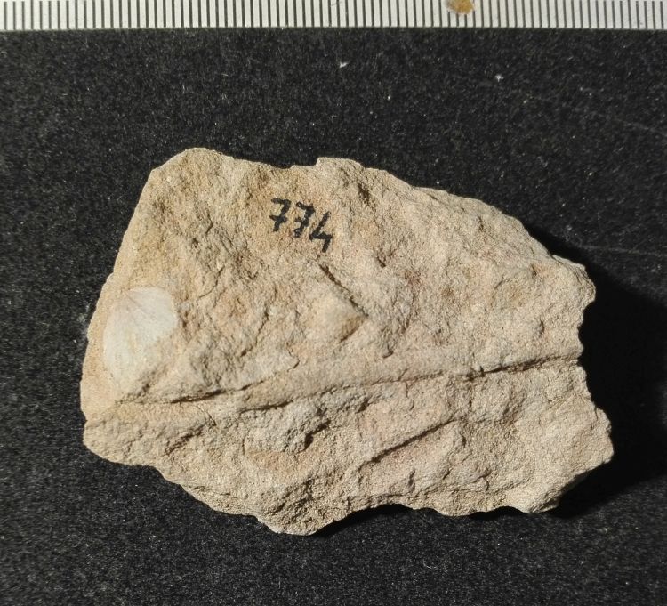 fossile (Mollusco bivalve)