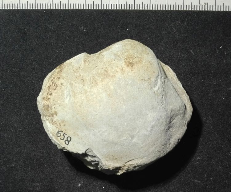 fossile (Mollusco bivalve)