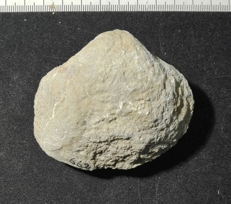 fossile (Mollusco bivalve, esemplare)