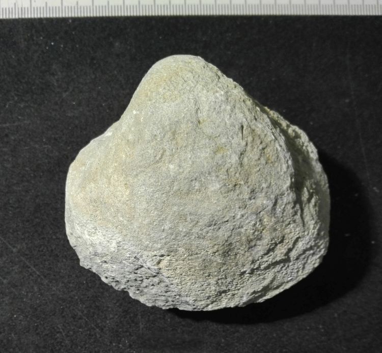 fossile (Mollusco bivalve)