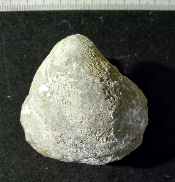 fossile (Mollusco bivalve, esemplare)