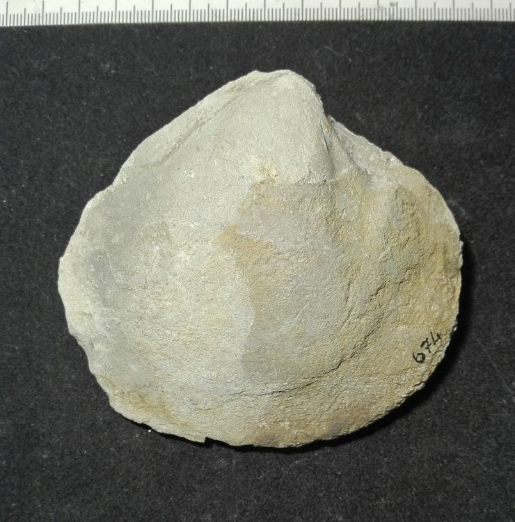fossile (Mollusco bivalve, esemplare)