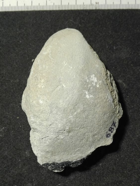 fossile (Mollusco bivalve, esemplare)