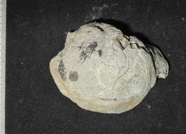 fossile (Mollusco bivalve, esemplare)