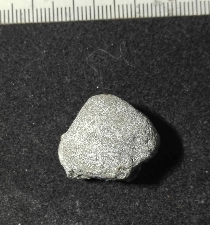 fossile (Mollusco bivalve, esemplare)