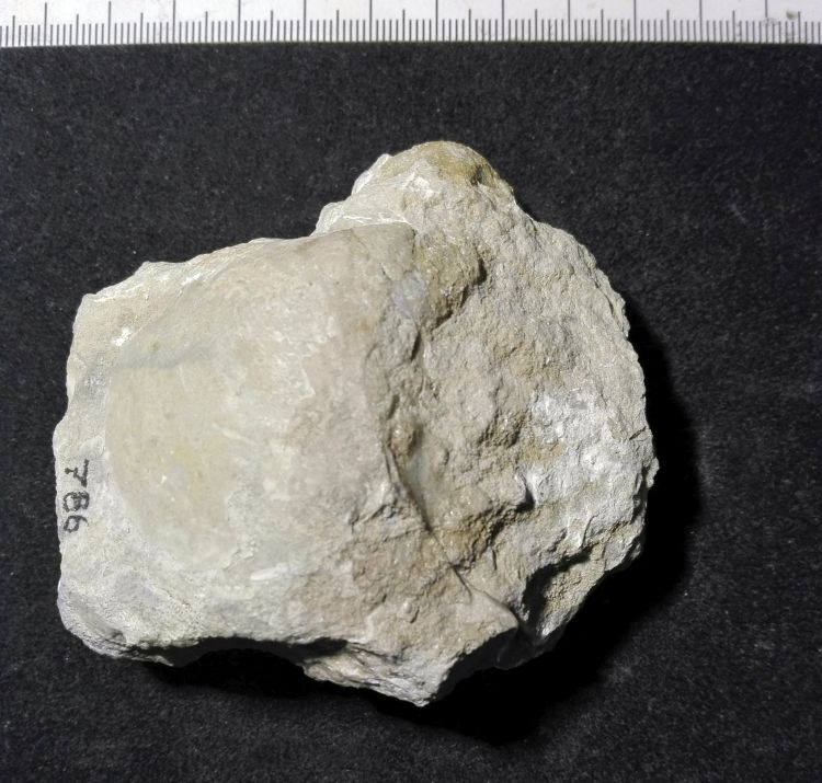 fossile (Mollusco bivalve, esemplare)