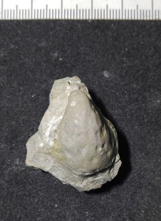 fossile (Mollusco bivalve)