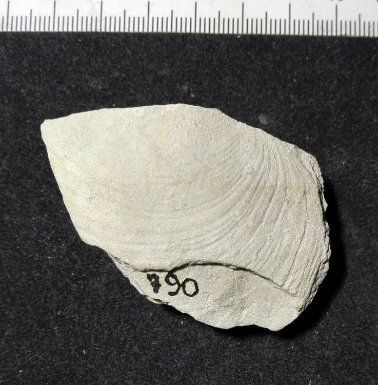 fossile (Mollusco bivalve, esemplare)