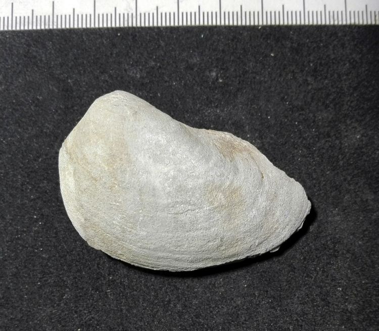 fossile (Mollusco bivalve)
