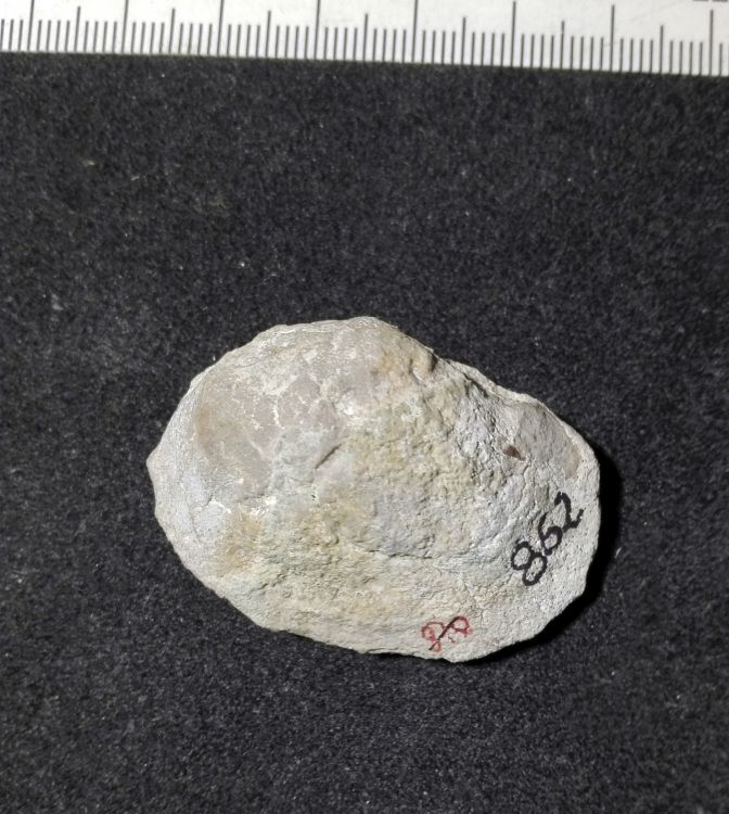 fossile (Mollusco bivalve, esemplare)