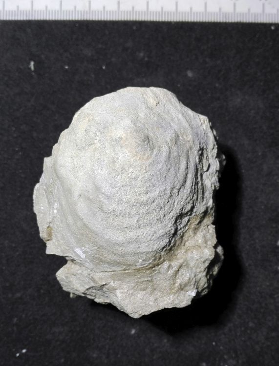 fossile (Mollusco gasteropode, esemplare)