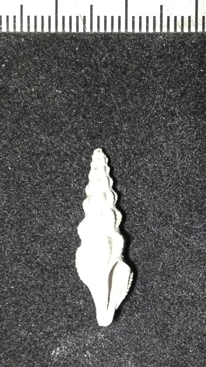 fossile (Mollusco gasteropode, esemplare)