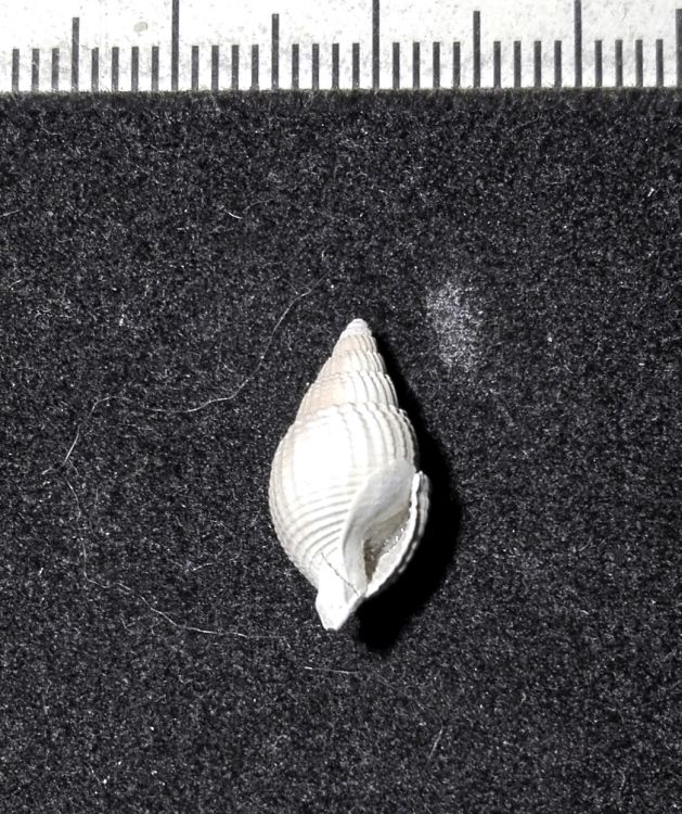 fossile (Mollusco gasteropode, esemplare)