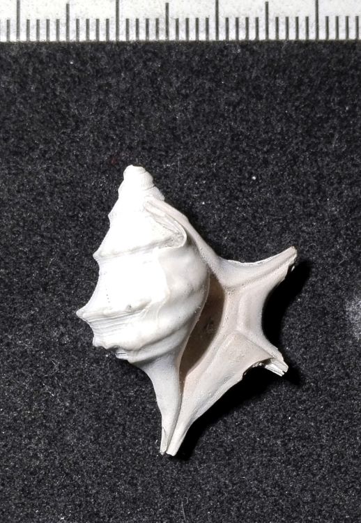 fossile (Mollusco gasteropode, esemplare)