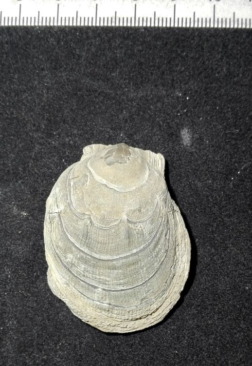 fossile (Mollusco bivalve, esemplare)