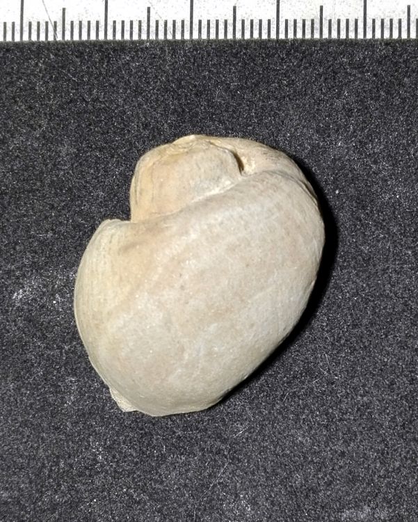 fossile (Mollusco gasteropode, esemplare)