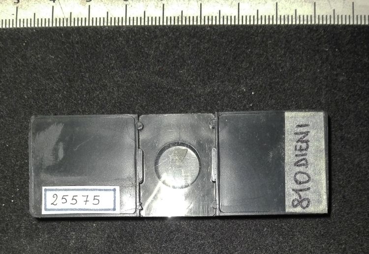 preparato per microscopio (rincolite, esemplare)