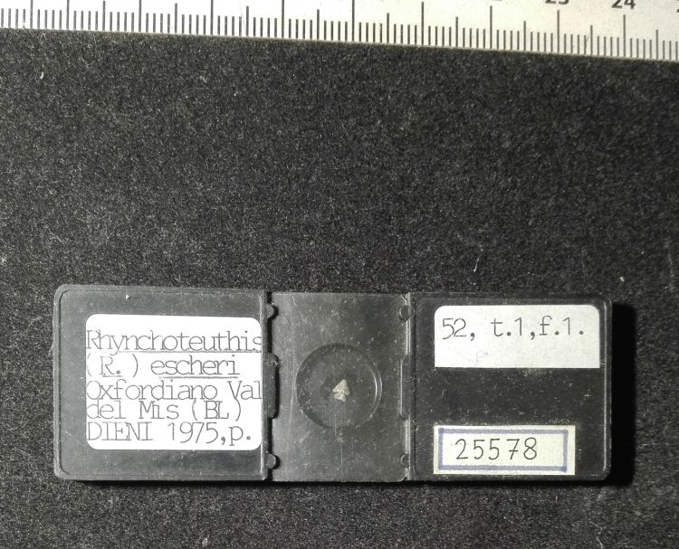 preparato per microscopio (rincolite, esemplare)