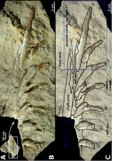 SINGOLO OGGETTO/ Fossile marino, PERIODIZZAZIONI/ ERE GEOLOGICHE