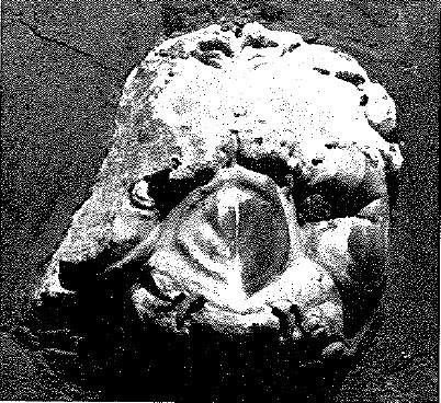 Protome leonina (sarcofago/ a lenos) (seconda metà SECOLI/ III)