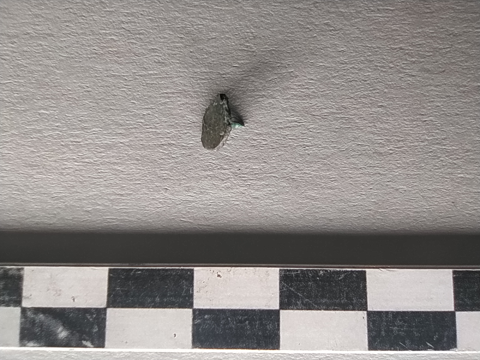 SINGOLO OGGETTO/ ribattino, Alto Medioevo