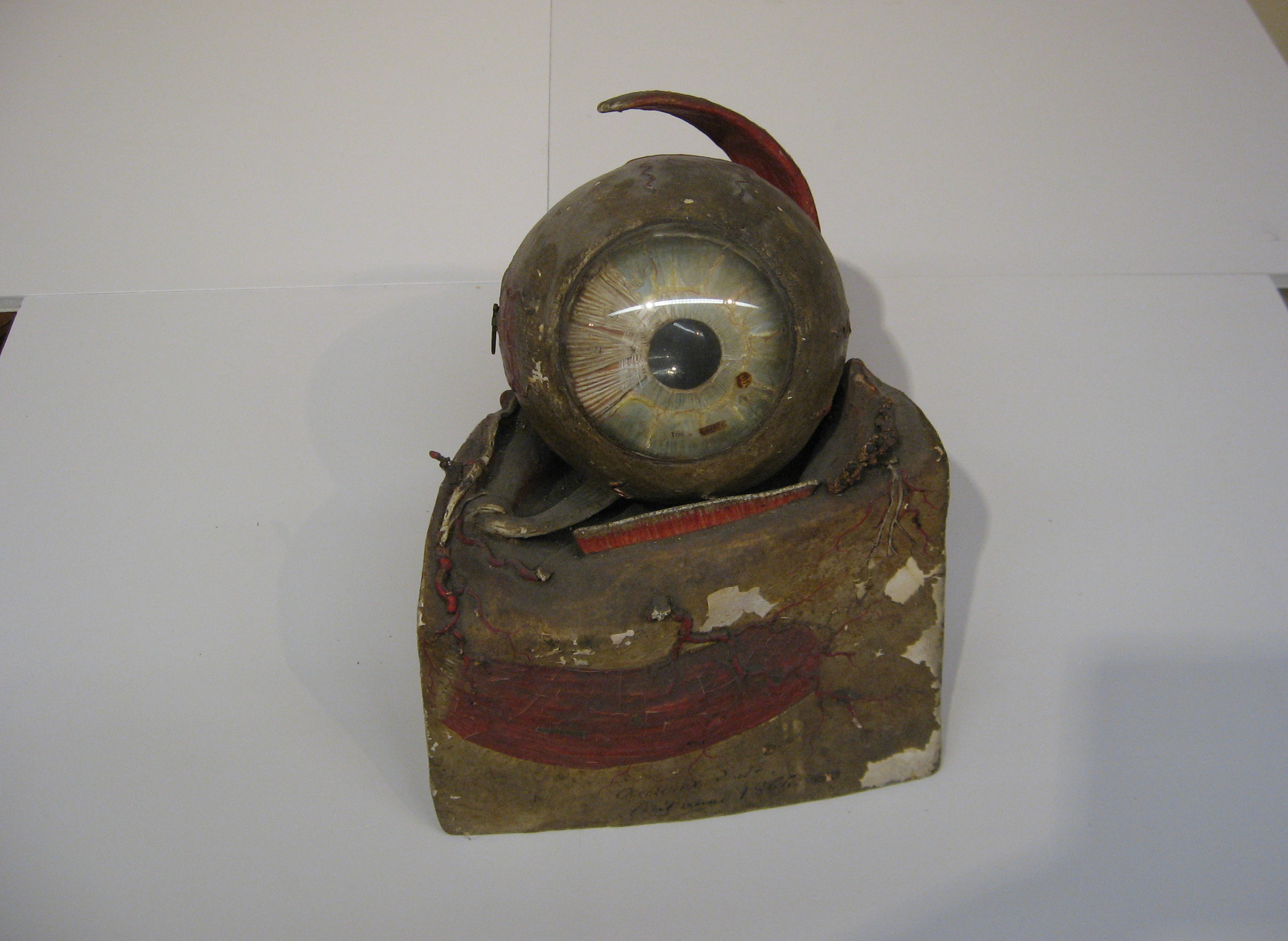 modello, dell'organo della vista di Auzoux, Louis (XIX)