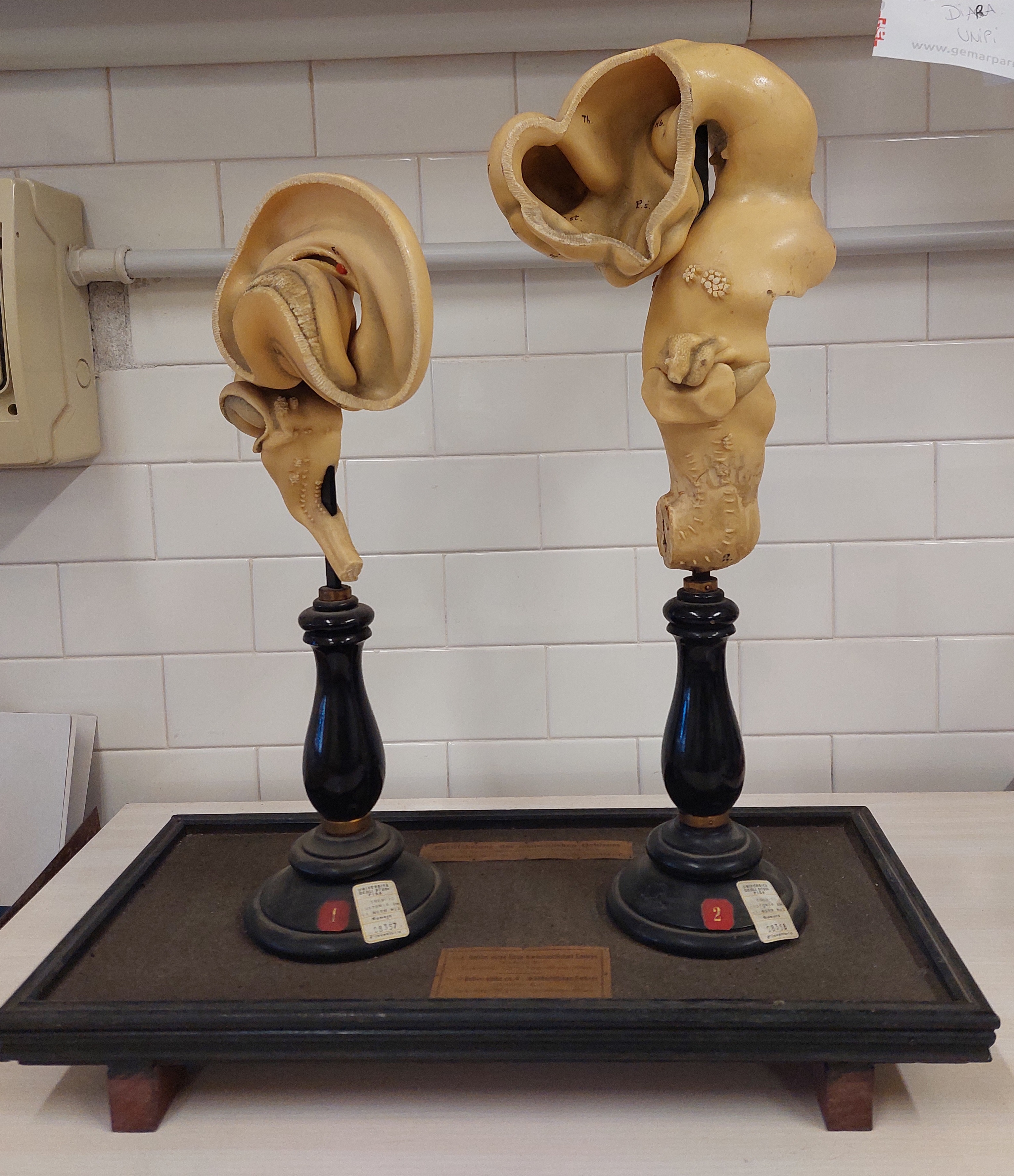 cera anatomica di Ziegler, Adolf (bottega) (XIX secolo)