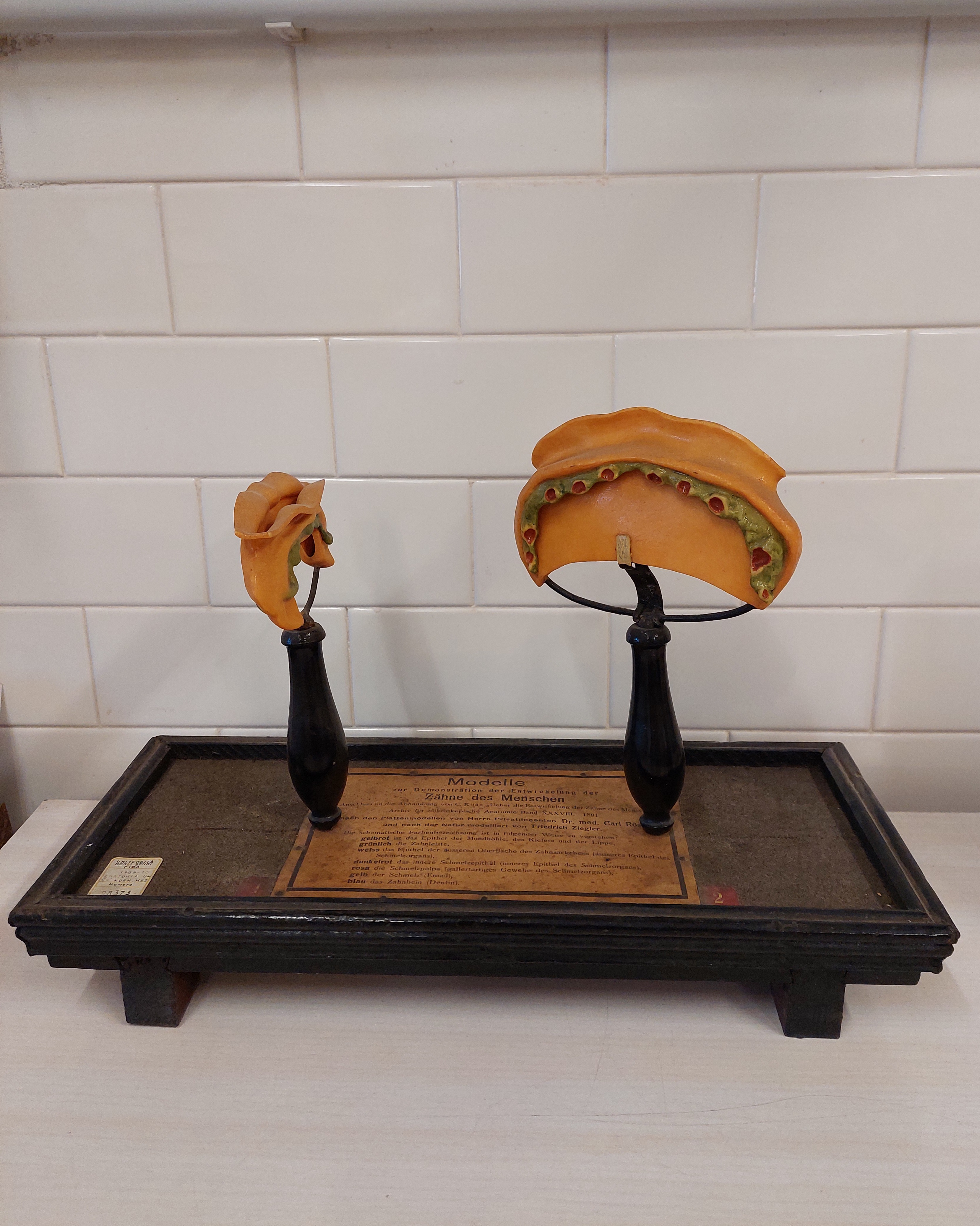 cera anatomica di Ziegler, Friedrich (inizio/ metà XX secolo)