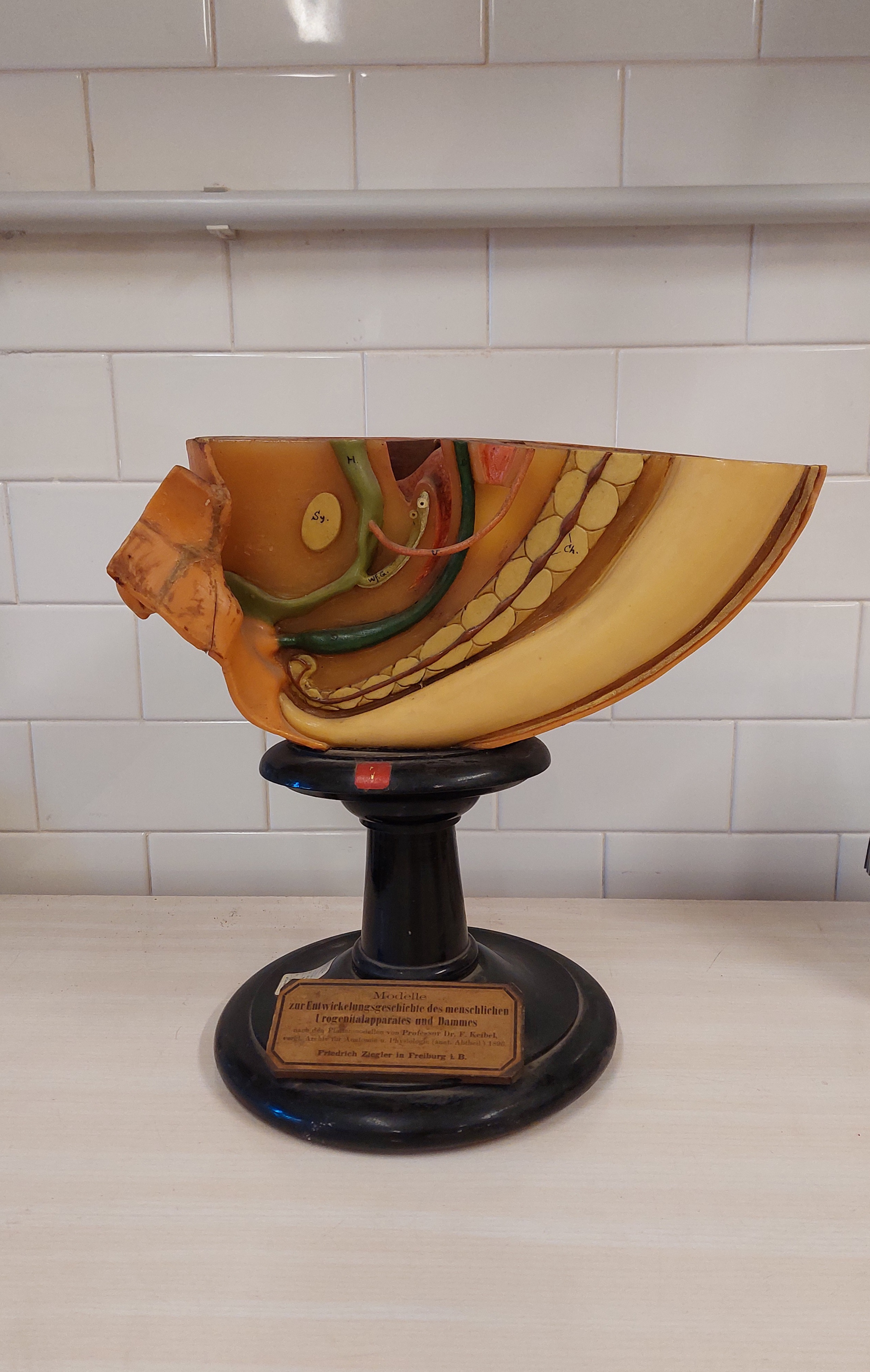 cera anatomica di Ziegler, Friedrich (bottega) (fine XIX secolo)