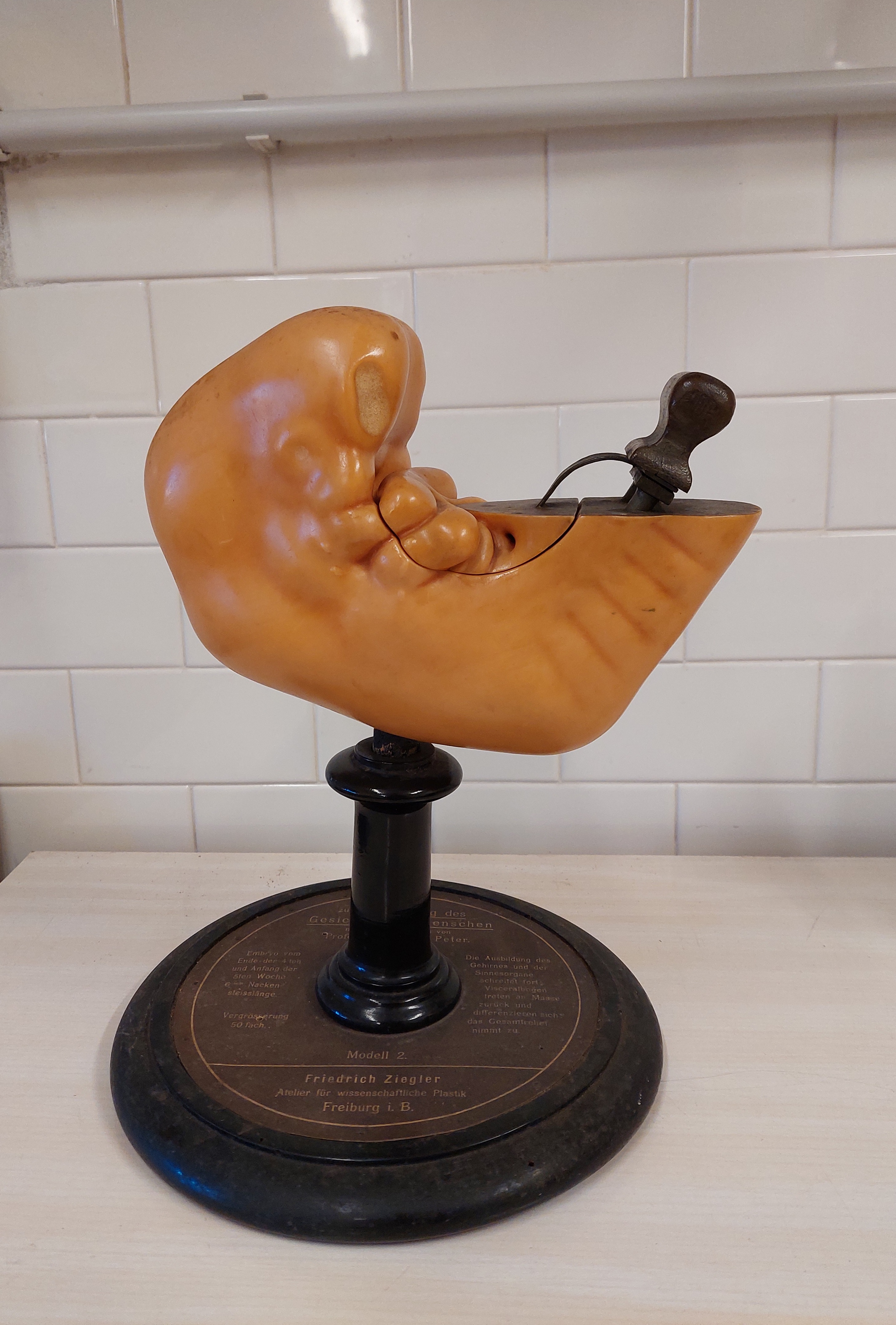 cera anatomica di Ziegler, Friedrich (bottega) (fine XIX)