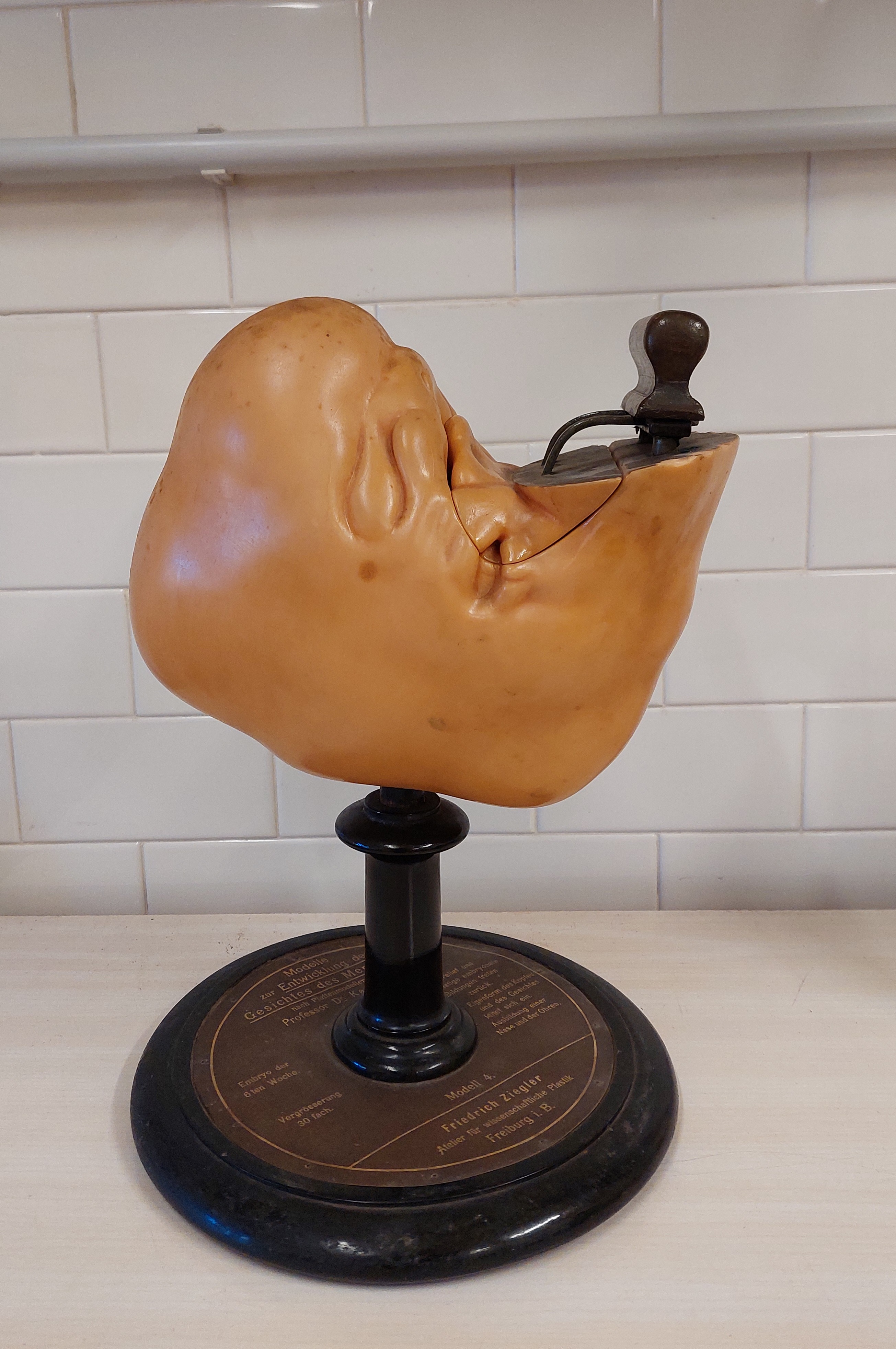 cera anatomica di Ziegler, Friedrich (bottega) (XX secolo)