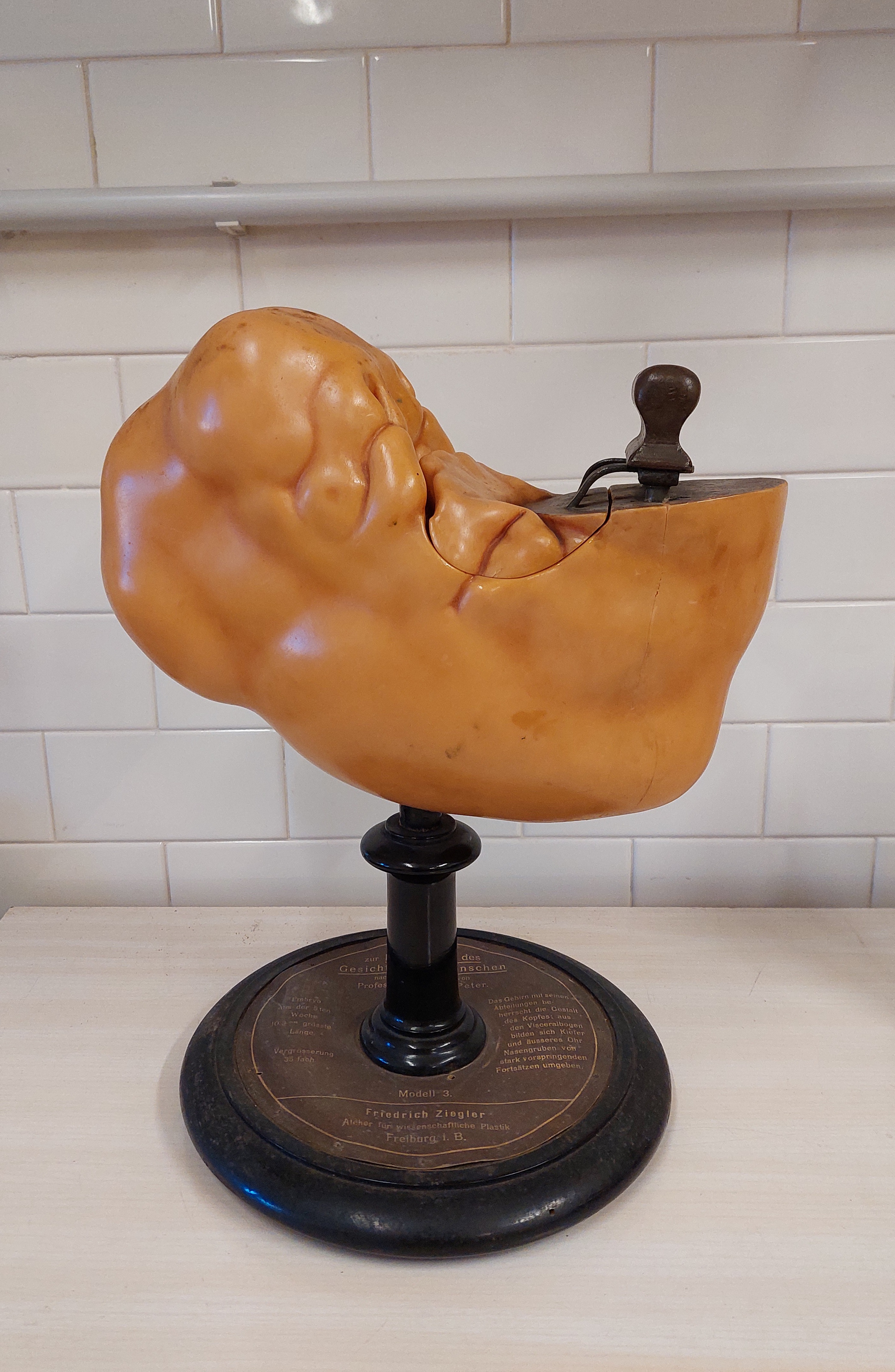 cera anatomica di Ziegler, Friedrich (bottega) (metà/ inizio XIX-XX)